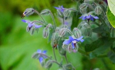 flowers in the garden
