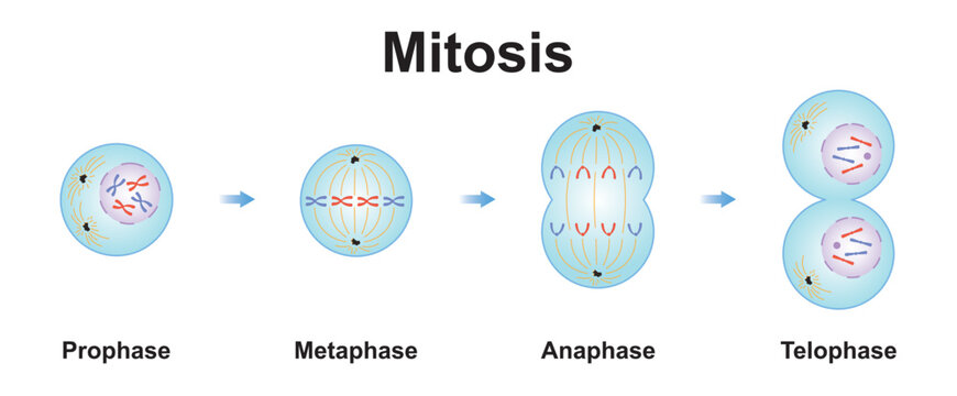 Mephase รูปภาพMetaphase – เลือกดูภาพถ่ายสต็อก เวกเตอร์ และวิดีโอ1,157 | Adobe Stock