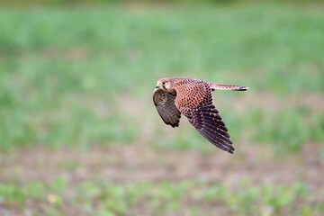 A kestrel flies over a field and hunts rodents.