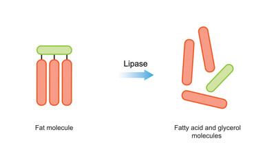 Scientific Designing of Fat Molecules Digestion. Lipase Enzyme Effect on Fat Molecules. Fatty Acid And Glycerol Formation. Colorful Symbols. Vector Illustration.