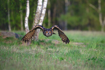 The great eagle owl flies among the trees.