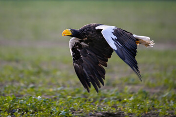 A Kamchatka eagle flies pasture around a falconer.