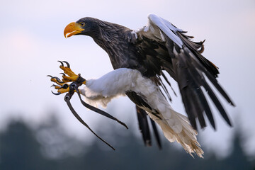 A Kamchatka eagle flies pasture around a falconer.