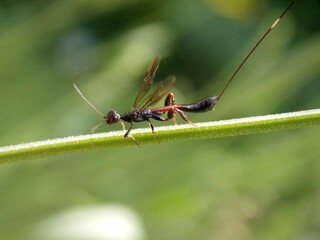 unusual black bug on the plant