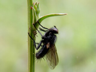 a large black fly on a plant