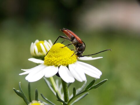 Brown Beetle On A Chamomile Flower