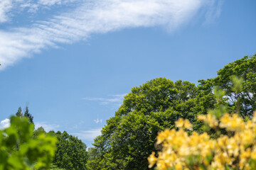 初夏の空の下で新緑とキバナツツジが調和する