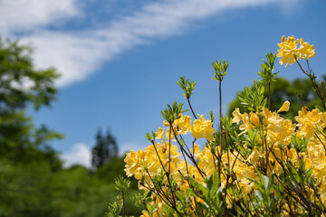 初夏の空とキバナツツジ（笹ヶ峰）