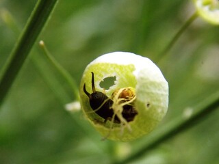 a bug hidden in a flower