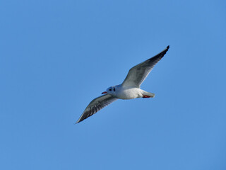 Fauna in Bellus reservoir, Valencia, Spain