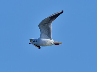 Fauna in Bellus reservoir, Valencia, Spain