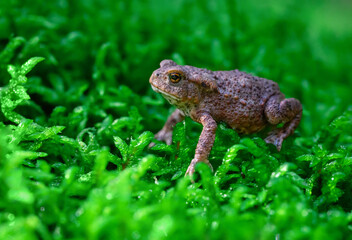 A frog sits in the forest moss and prepares to jump.