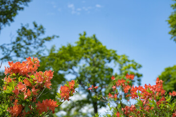 初夏の笹ヶ峰の空と緑を背景に咲くレンゲツツジの花