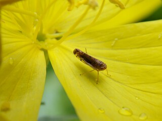 a small bug on a yellow flower
