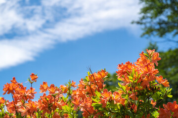雄大な空の下に咲く、赤いレンゲツツジの花（笹ヶ峰高原）