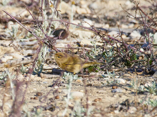 Fauna in Bellus reservoir, Valencia, Spain