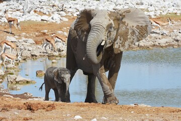 Elefantenbaby mit Muttertier am Wasserloch Okaukuejo im Etosha Nationalpark in Namibia.  - obrazy, fototapety, plakaty