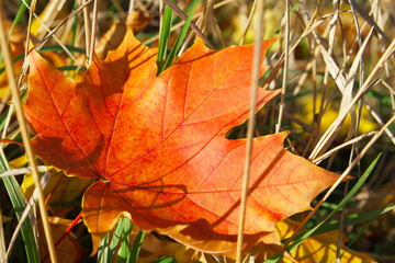 Autumn time. Close-up of red maple leaf among the dry grass