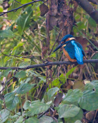 kingfisher on branch