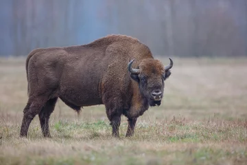 Deurstickers bizon, bizon, koe, stier, groot zoogdier, bos, wild dier, groot dier, wild bos © Krzysztof