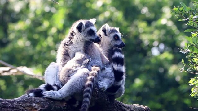 lemur catta cuddles with her baby
