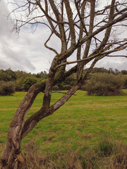 Landschaft der Wahner Heide mit Baum im Herbst