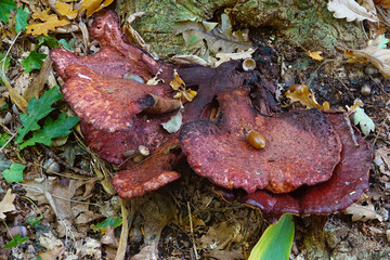 Red fungus in the Netherlands