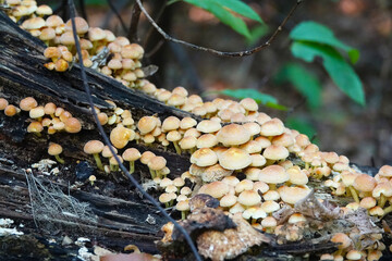 Yellow fungus in the Netherlands