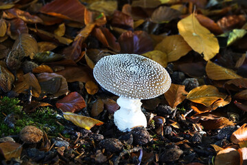 White fungus in the Netherlands