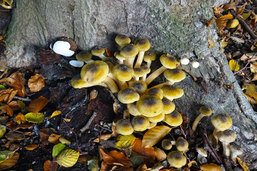 Yellow fungus in the Netherlands