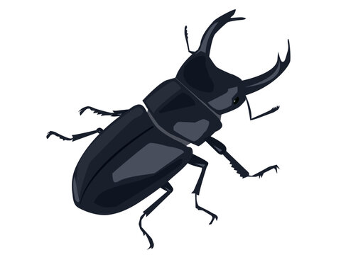 Imagenes De オオクワガタ Descubre Bancos De Fotos Ilustraciones Vectores Y Videos De 118 Adobe Stock