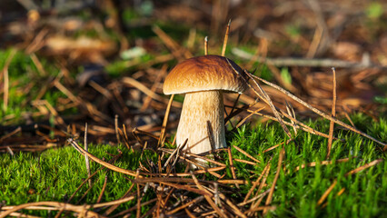 Fototapeta premium One white mushroom in pine needles in the morning in the forest.