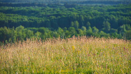 Ears of grass on a hillside against a blurred forest background.
