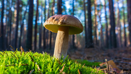 White Mushroom in Green Moss in a Pine Forest. Web Banner.