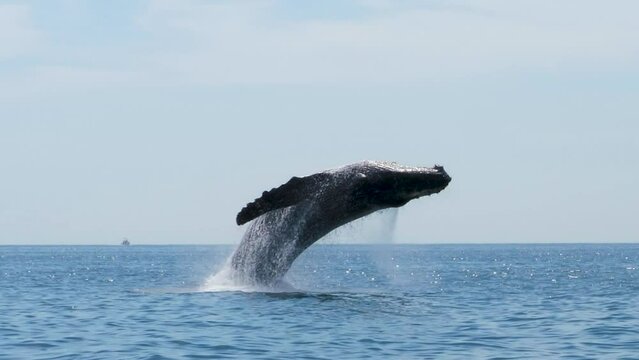 HD of the whales swimming and jumping on the beach
