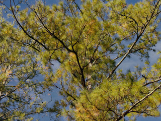 pine trees with needles on soft blue sky
