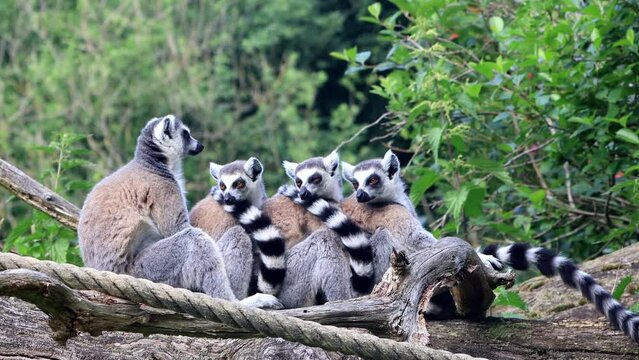 Lemur Cattas In A Group Together on felled tree
