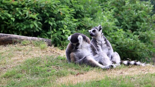two lemur cattas sitting on grass
