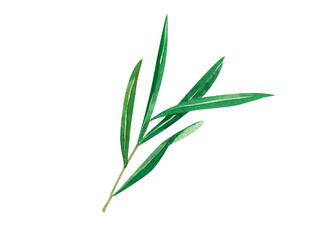 Hand drawn watercolor leaf of sea-buckthorn. Branch on white background. Perfect for invitation, greeting cards and other design.