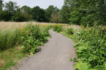 Fototapeta na wymiar Landschaft mit Weg und gelben Blumen
