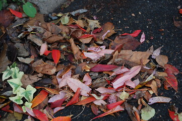 Couleurs d'automne - feuilles et arbres