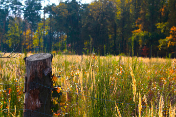 pole pszenicy  © karol