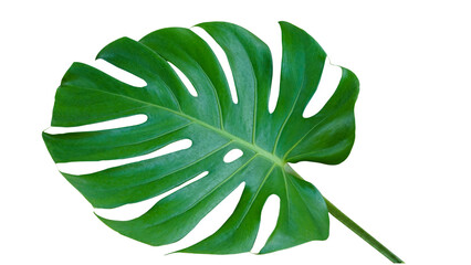 Fototapeta na wymiar Fresh monstera leaf isolated on white background with clipping path.