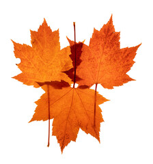 Three overlapping red colored maple leaves with one upside-down on a white background
