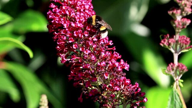 bumble bee on purple flower 
