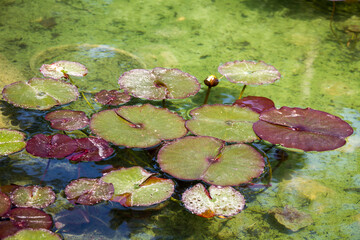 Obraz na płótnie Canvas Nenuphar in a japanese garden pond