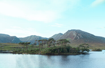 Pine trees on Pine Island in Connemara, Galway, Ireland