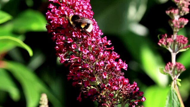 bumble bee on purple flower 
