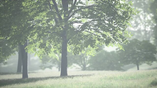 The green mapple leaves in the summer
