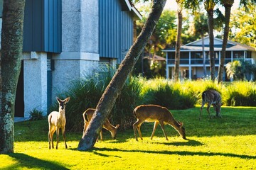 Closeup shot of beautiful deer grazing in the lawn